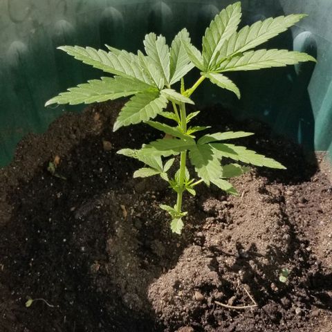 Northern Lights Auto growlog photo