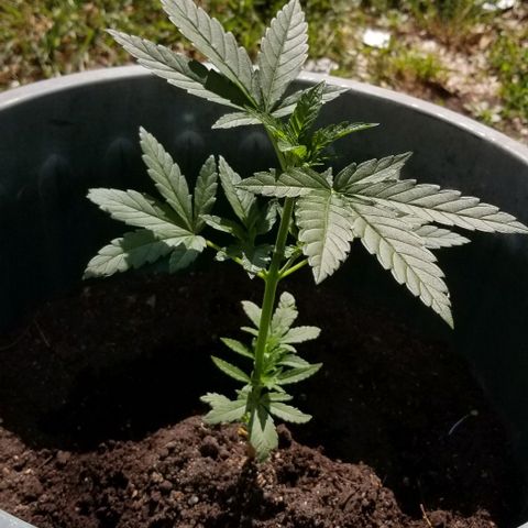Northern Lights Auto growlog photo
