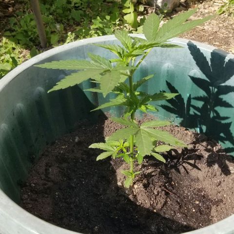 Northern Lights Auto growlog photo