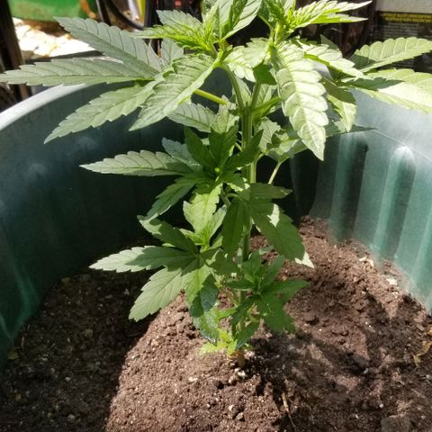 Northern Lights Auto growlog photo: Day 32. Gave 10-10-10 feed the other day and have been doing so time to time.
Topping has healed well and are producing more off shoots and Calyx seem to be forming.
