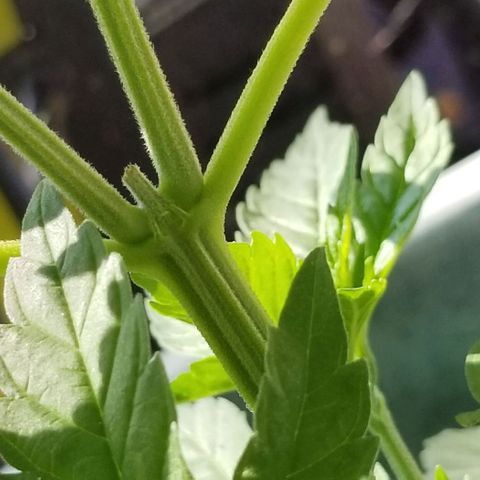 Northern Lights Auto growlog photo: Day 32. Gave 10-10-10 feed the other day and have been doing so time to time.
Topping has healed well and are producing more off shoots and Calyx seem to be forming.