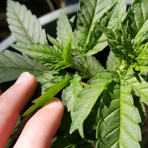 Northern Lights Auto growlog photo: Day 32. Gave 10-10-10 feed the other day and have been doing so time to time.
Topping has healed well and are producing more off shoots and Calyx seem to be forming.