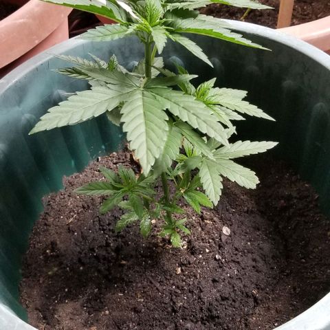 Northern Lights Auto growlog photo: Day 33.