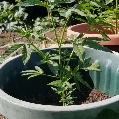Northern Lights Auto growlog timeline photo