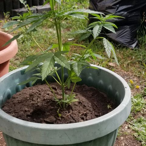 Northern Lights Auto growlog timeline photo