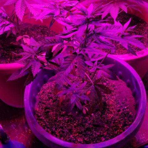 Northern Lights Auto growlog timeline photo
