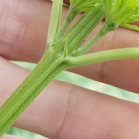 Northern Lights Auto growlog timeline photo