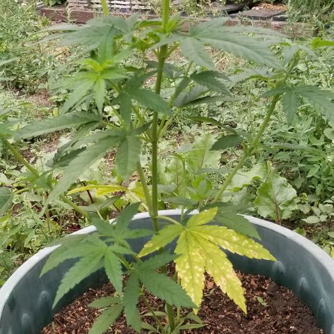 Northern Lights Auto growlog timeline photo