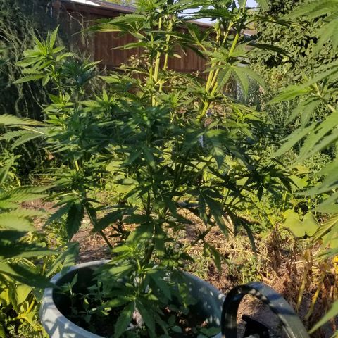 Northern Lights Auto growlog timeline photo