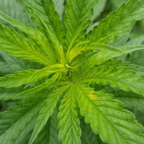 Northern Lights Auto growlog timeline photo