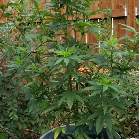 Northern Lights Auto growlog timeline photo