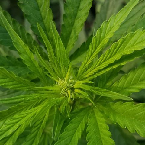 Northern Lights Auto growlog timeline photo