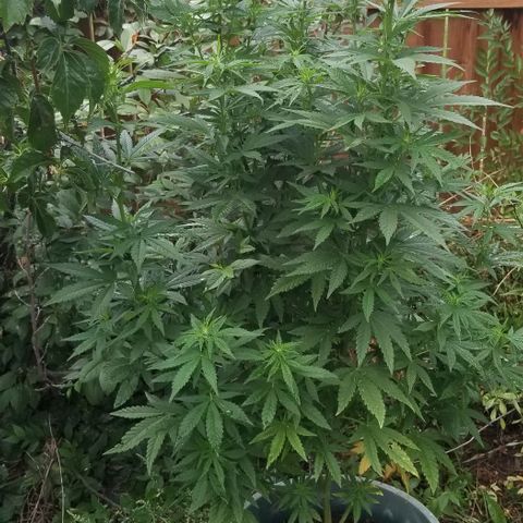 Northern Lights Auto growlog timeline photo