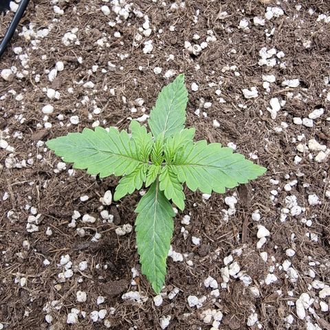 Green Gelato growlog timeline photo