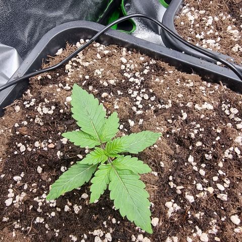 Green Gelato growlog timeline photo