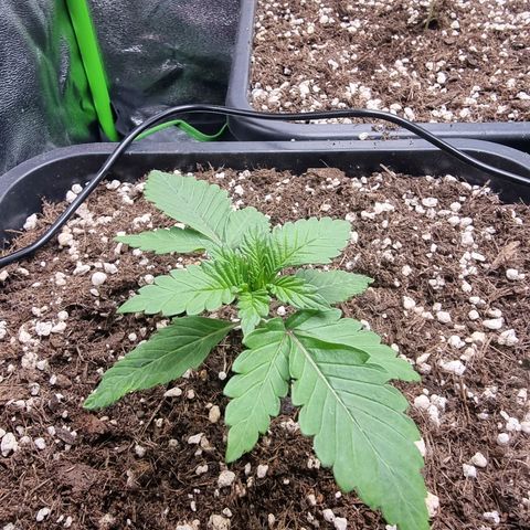 Green Gelato growlog timeline photo