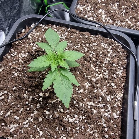 Green Gelato growlog timeline photo
