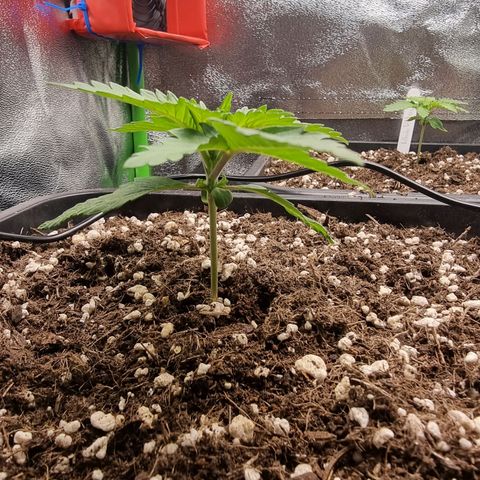 Green Gelato growlog timeline photo