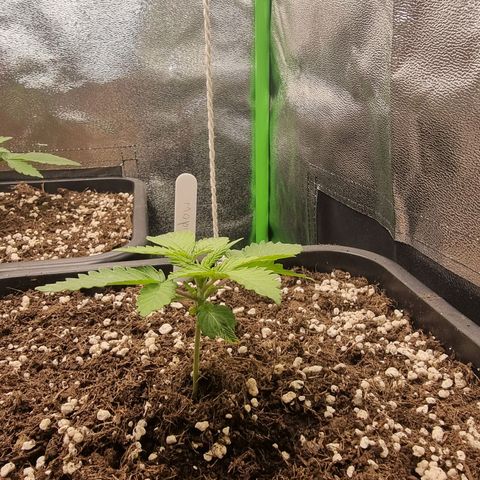 White Widow growlog timeline photo