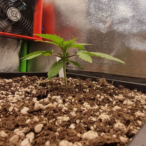 Green Gelato growlog timeline photo