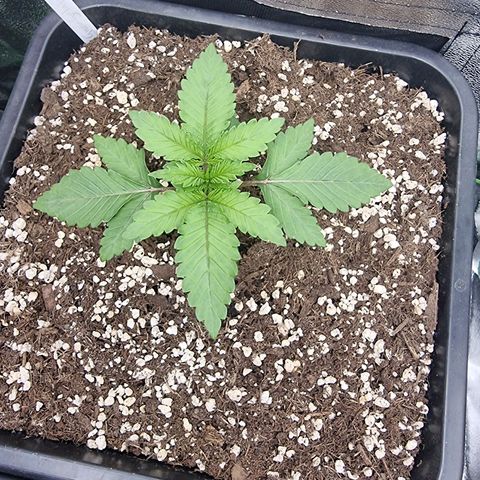 Green Gelato growlog timeline photo