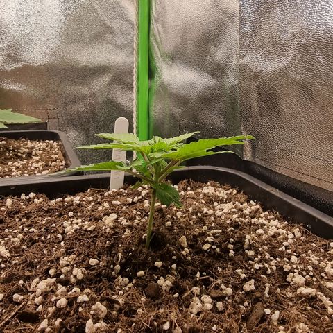 White Widow growlog timeline photo