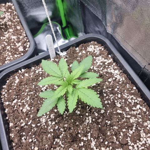 White Widow growlog timeline photo
