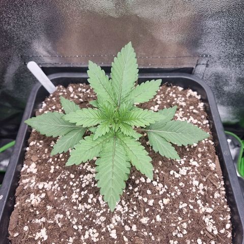 Green Gelato growlog timeline photo