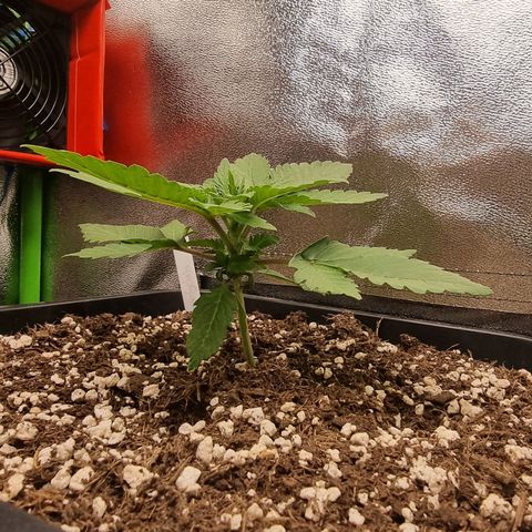 Green Gelato growlog timeline photo
