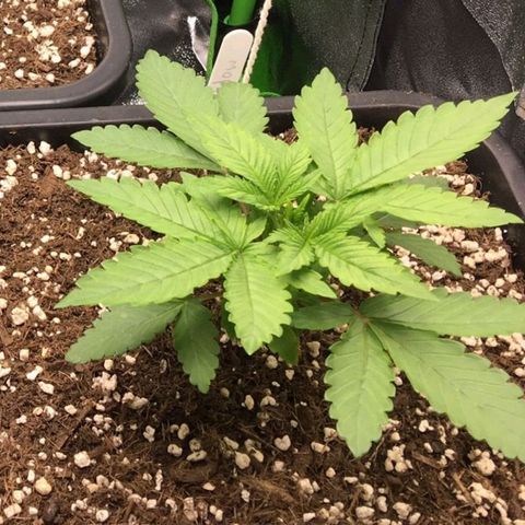 White Widow growlog timeline photo
