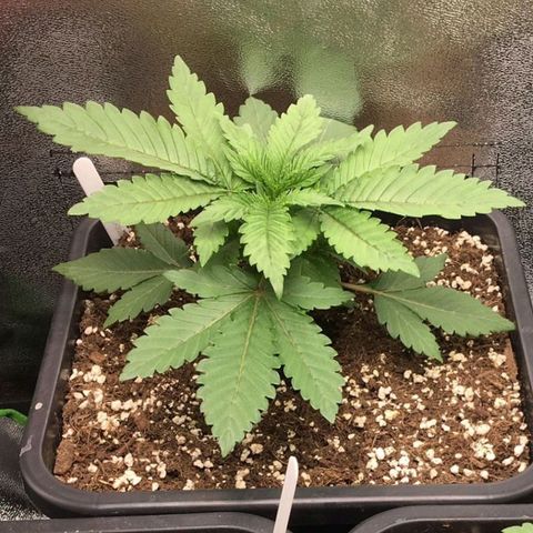 Green Gelato growlog timeline photo