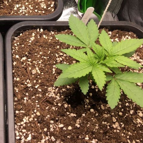 White Widow growlog timeline photo