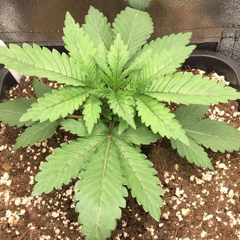 Green Gelato growlog timeline photo