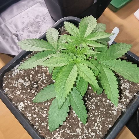 White Widow growlog timeline photo