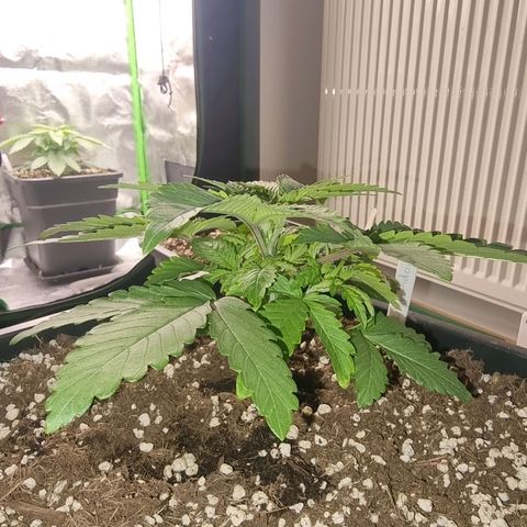 White Widow growlog timeline photo