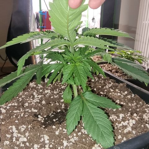 Green Gelato growlog timeline photo