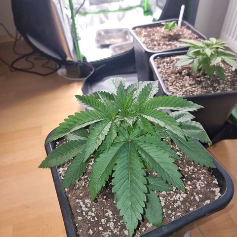 Green Gelato growlog timeline photo