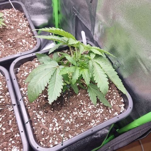 Green Gelato growlog photo: Lst
