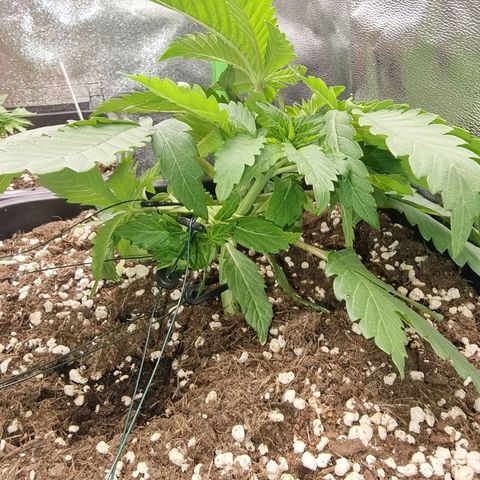 Green Gelato growlog photo: Lst