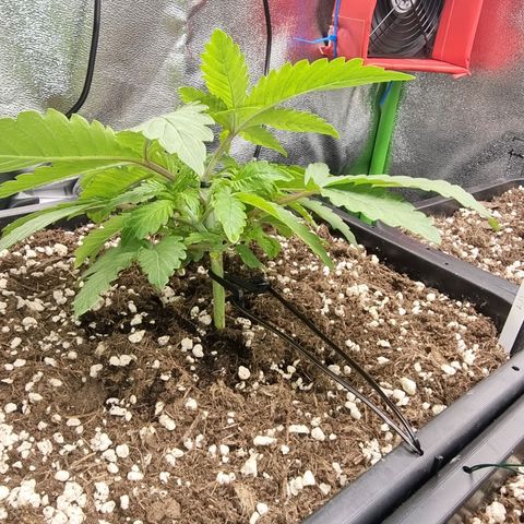 White Widow growlog timeline photo