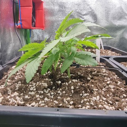 White Widow growlog timeline photo