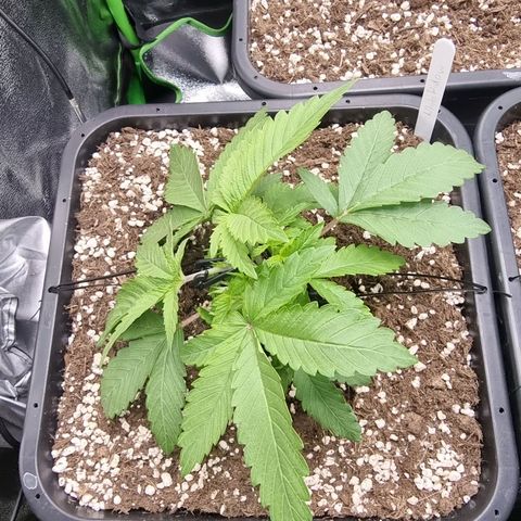 White Widow growlog timeline photo