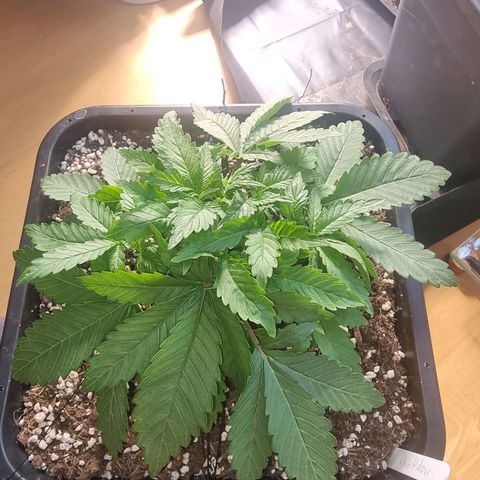 White Widow growlog timeline photo