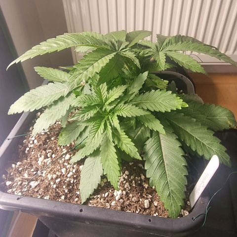 Green Gelato growlog timeline photo