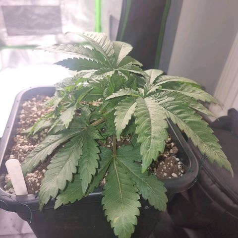 Green Gelato growlog timeline photo