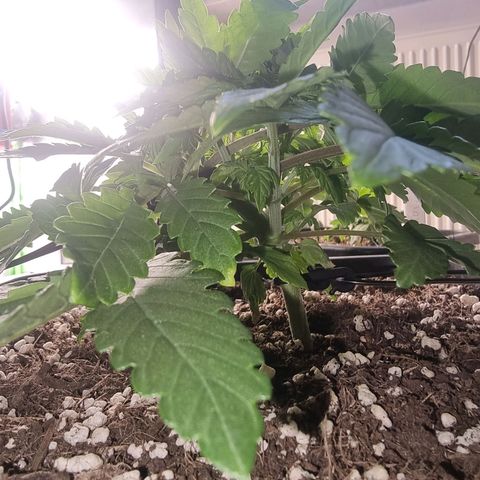 White Widow growlog timeline photo