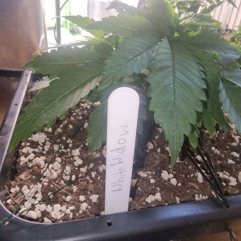 White Widow growlog timeline photo