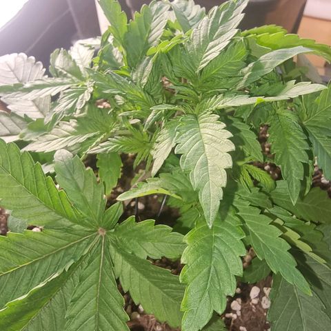 White Widow growlog timeline photo