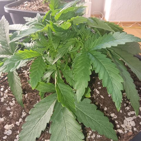White Widow growlog timeline photo