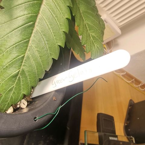 Green Gelato growlog timeline photo